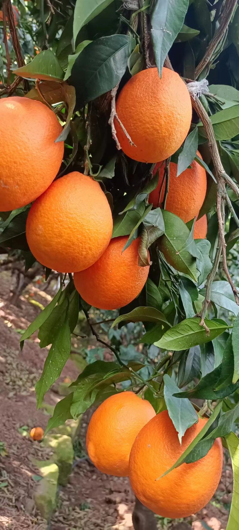 【推荐】湖北纽荷尔脐橙基地直供量大从优欢迎来电咨询