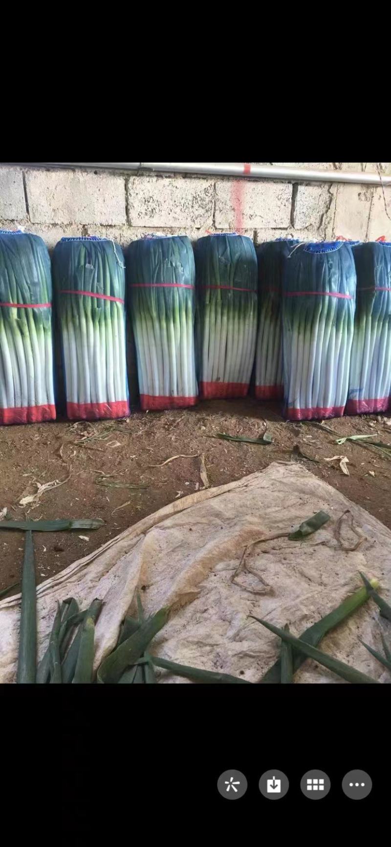 精品大葱大量有货打冷无烂葱叶面好只做精品货源