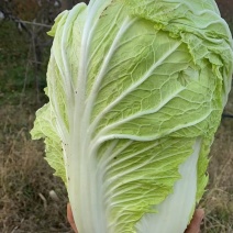 青杂3号，大白菜，产地农户大量供应