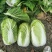精品玲珑黄矮棵黄心白菜87/114白菜大量有货