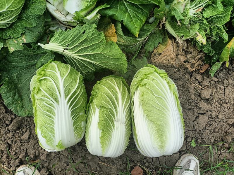 精品玲珑黄矮棵黄心白菜87/114白菜大量有货