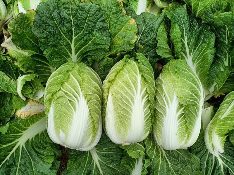 精品玲珑黄矮棵黄心白菜87/114白菜大量有货