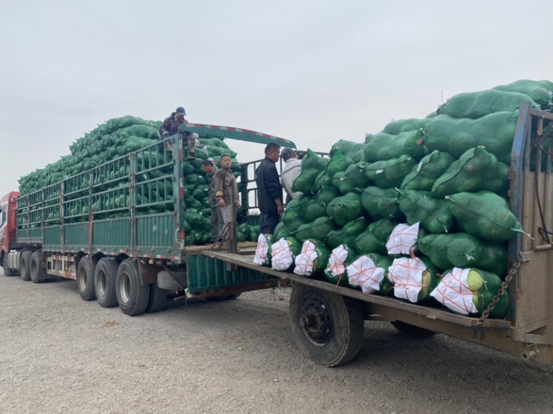 湖北包菜精品甘蓝万亩基地直供保质保量代发全国