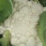 云南有机花菜（松花菜）大量有货价格美丽