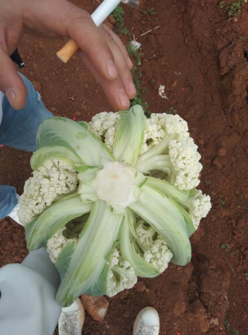 云南有机花菜（松花菜）大量有货价格美丽