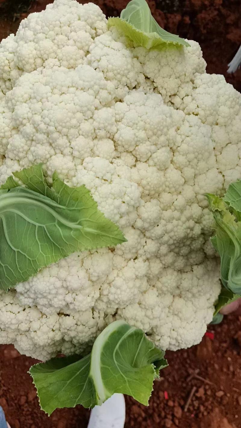 云南有机花菜（松花菜）大量有货价格美丽