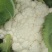 云南有机花菜（松花菜）大量有货价格美丽
