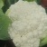 云南有机花菜（松花菜）大量有货价格美丽