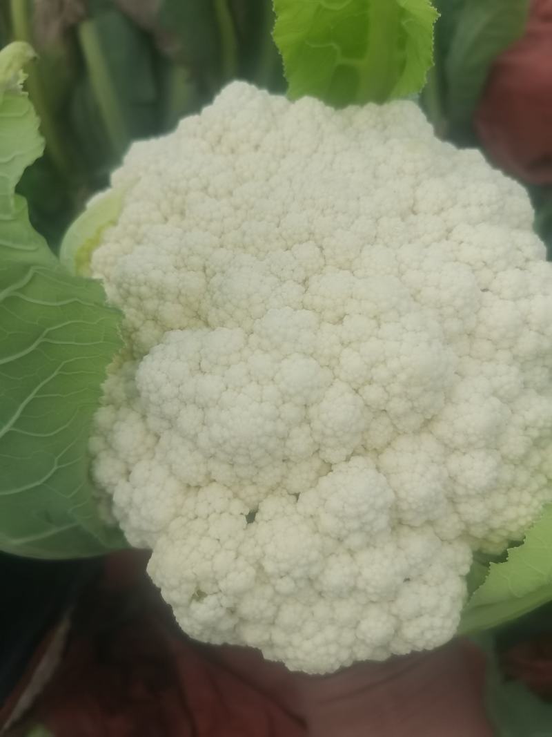 云南有机花菜（松花菜）大量有货价格美丽
