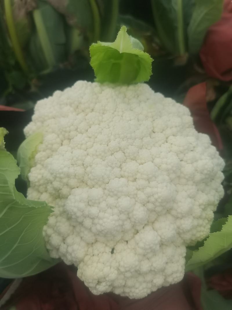 云南有机花菜（松花菜）大量有货价格美丽