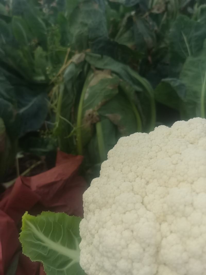 云南有机花菜（松花菜）大量有货价格美丽