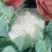 云南有机花菜（松花菜）大量有货价格美丽