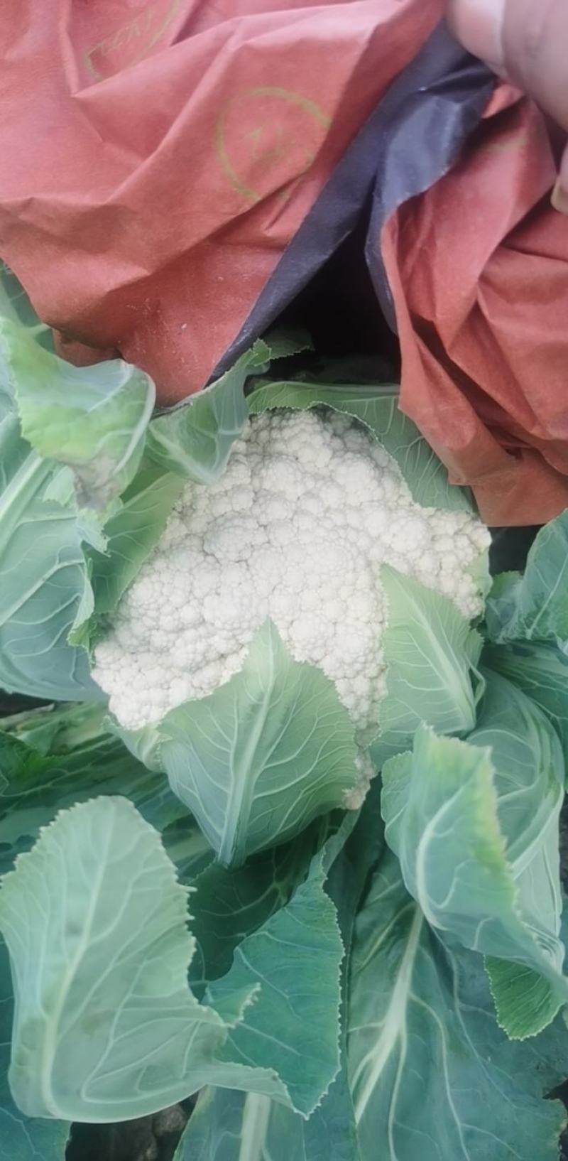 云南有机花菜（松花菜）大量有货价格美丽