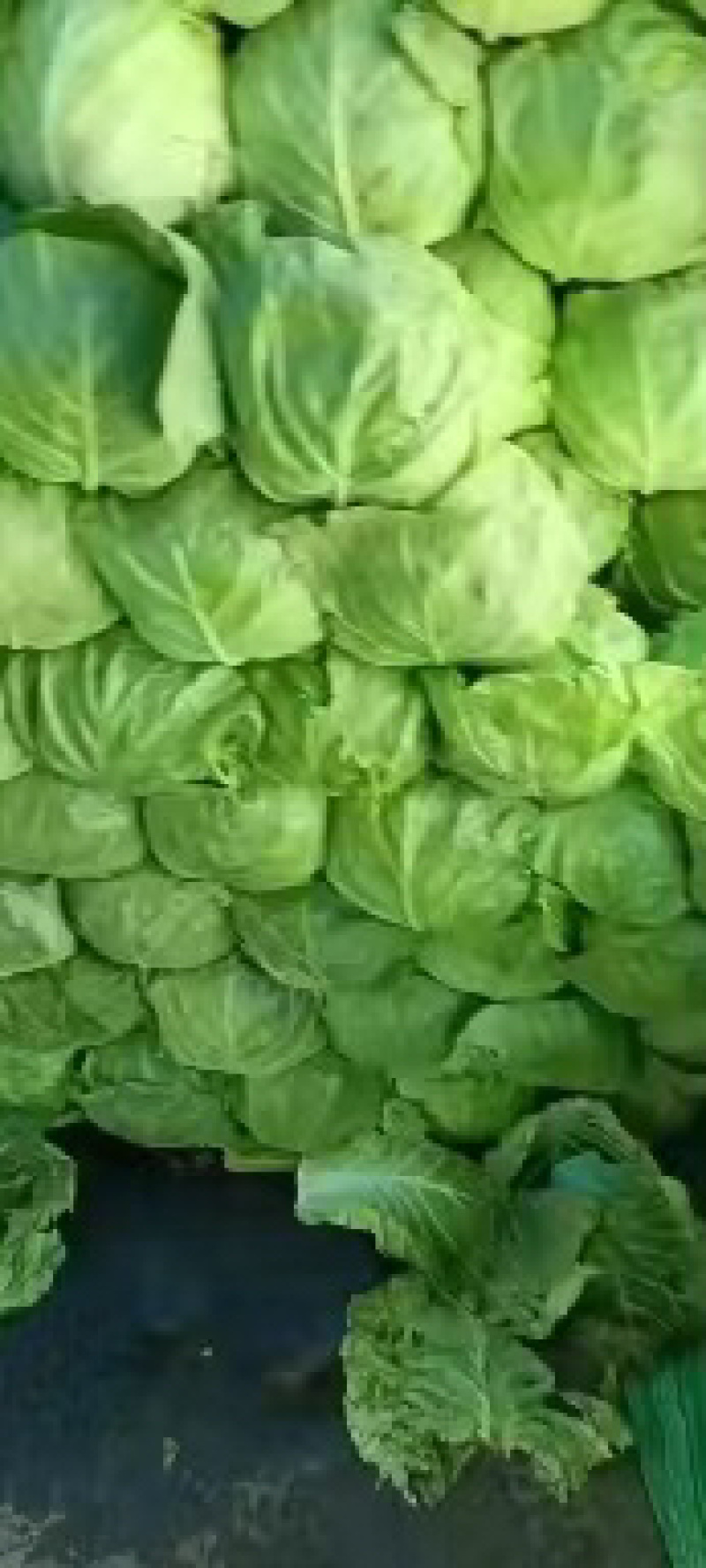 精品甘蓝大量有货原产地直发视频看货批发欢迎联系