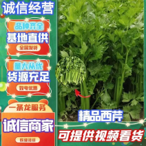 【芹菜上架】大中小颗原产地直供全国发货市场电商批发