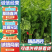 【芹菜上架】大中小颗原产地直供全国发货市场电商批发