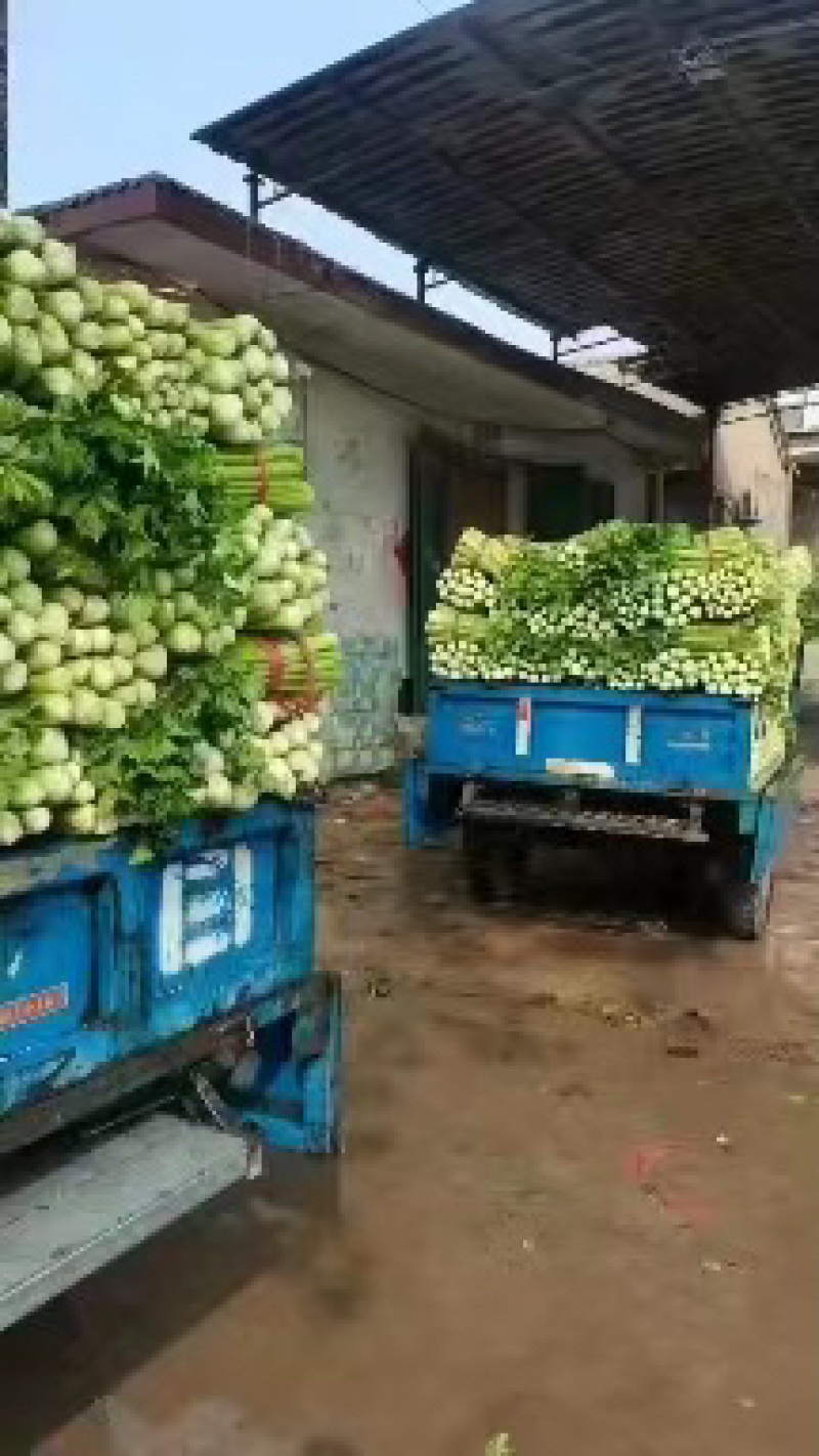 【芹菜上架】大中小颗原产地直供全国发货市场电商批发