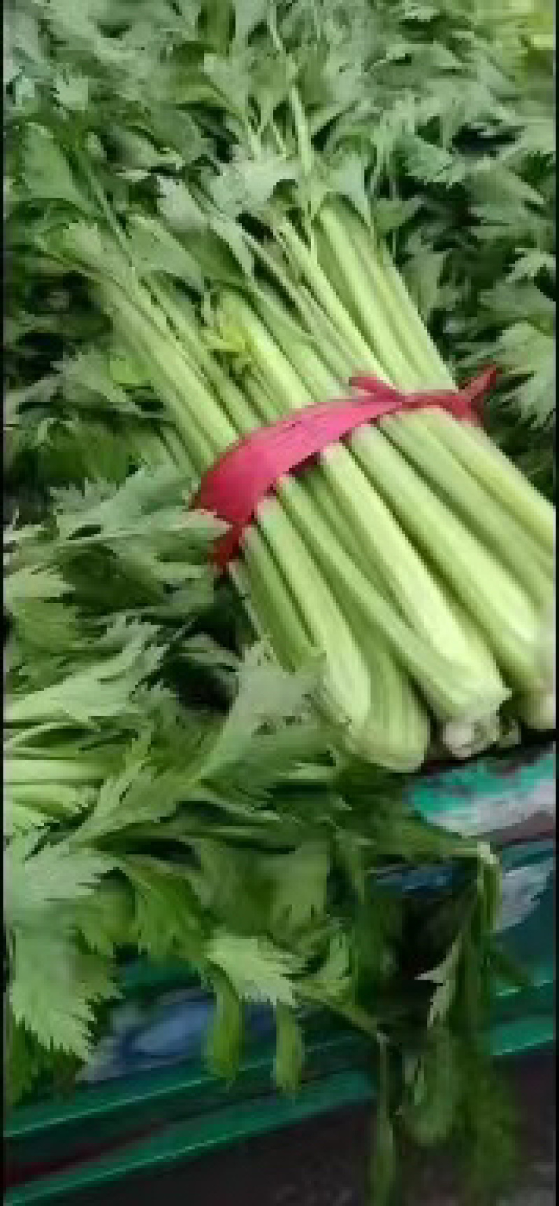 【芹菜上架】大中小颗原产地直供全国发货市场电商批发