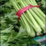 【芹菜上架】大中小颗原产地直供全国发货市场电商批发