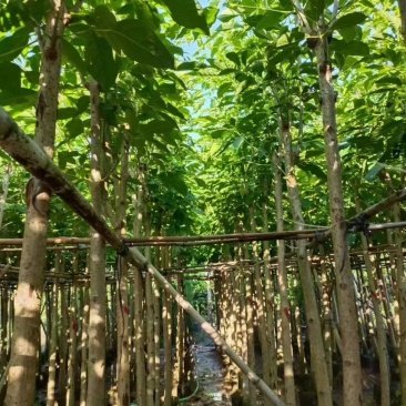洋红风铃木，5分-20分，各种规格，支持视频看货