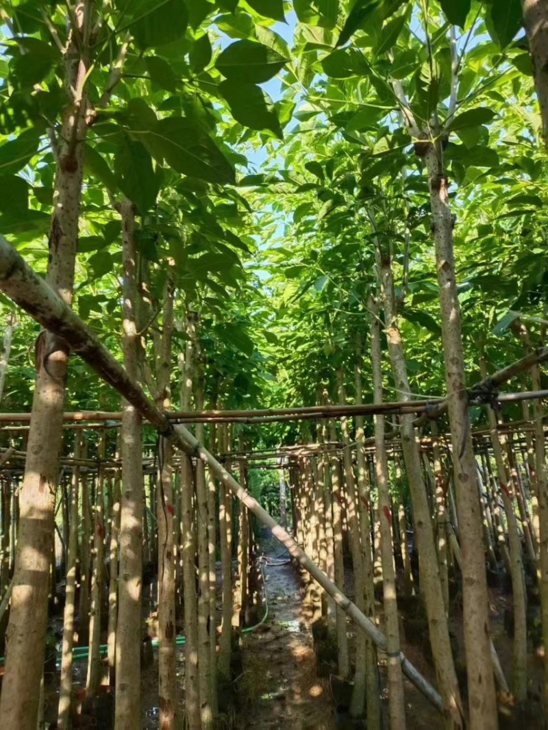 洋红风铃木，5分-20分，各种规格，支持视频看货