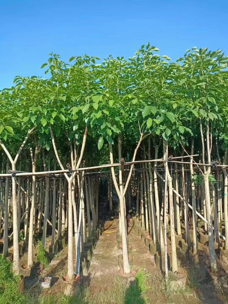 洋红风铃木，5分-20分，各种规格，支持视频看货