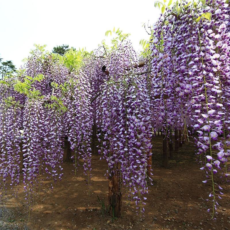 紫藤多花紫藤花苗树苗爬藤屋顶盆栽花园围墙庭院攀援植物