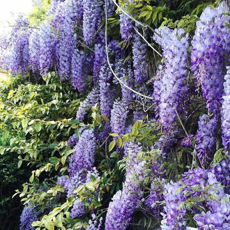 紫藤多花紫藤花苗树苗爬藤屋顶盆栽花园围墙庭院攀援植物