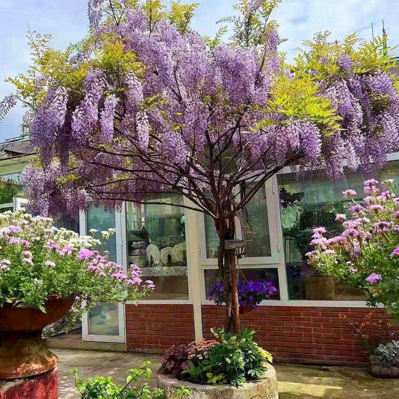 紫藤多花紫藤花苗树苗爬藤屋顶盆栽花园围墙庭院攀援植物