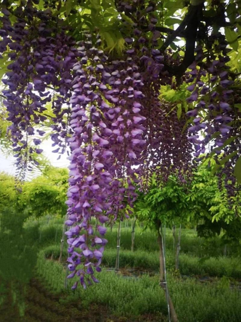 紫藤多花紫藤花苗树苗爬藤屋顶盆栽花园围墙庭院攀援植物
