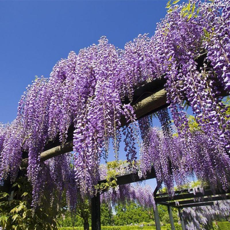紫藤多花紫藤花苗树苗爬藤屋顶盆栽花园围墙庭院攀援植物