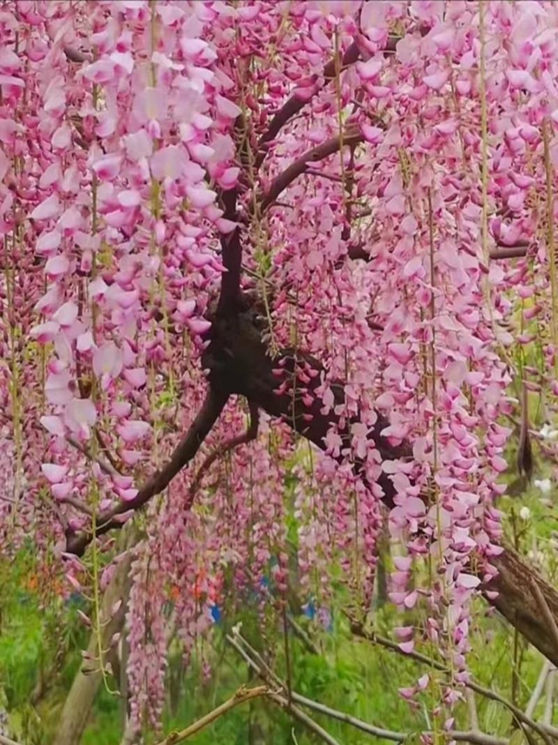 紫藤苗，爬藤植物四季开花藤围墙老桩紫藤萝树苗户外攀爬盆栽