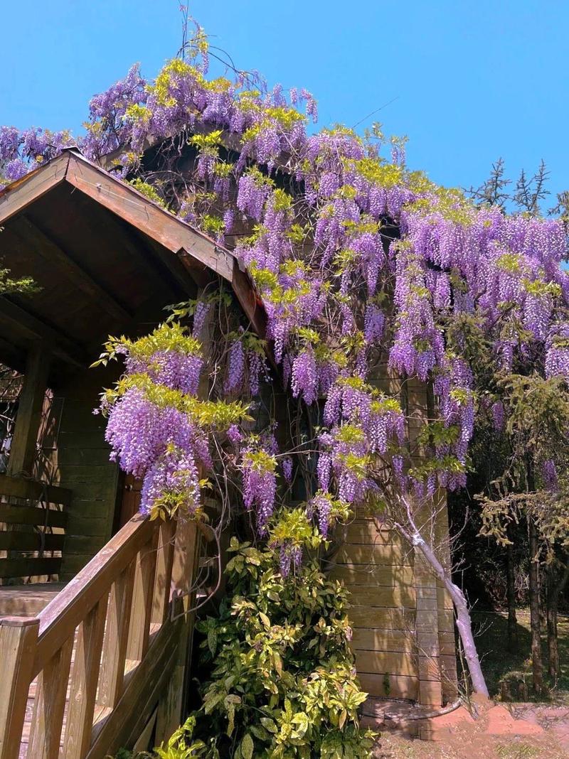紫藤苗，爬藤植物四季开花藤围墙老桩紫藤萝树苗户外攀爬盆栽