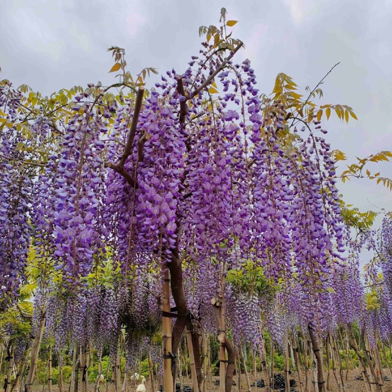 紫藤苗，爬藤植物四季开花藤围墙老桩紫藤萝树苗户外攀爬盆栽