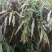 草珠子种子佛珠手串链草菩提籽散装穿门帘吊坠串门连大粒草珠