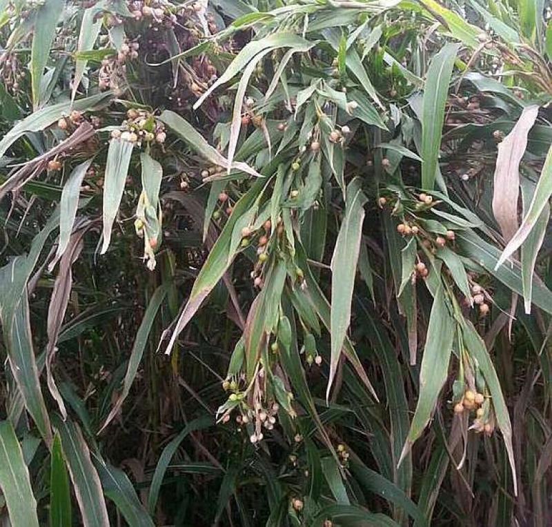 草珠子种子佛珠手串链草菩提籽散装穿门帘吊坠串门连大粒草珠