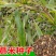 草珠子种子佛珠手串链草菩提籽散装穿门帘吊坠串门连大粒草珠