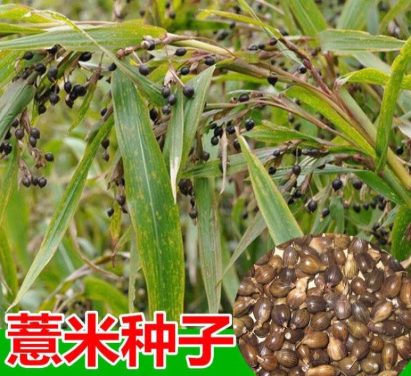 草珠子种子佛珠手串链草菩提籽散装穿门帘吊坠串门连大粒草珠