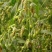 草珠子种子佛珠手串链草菩提籽散装穿门帘吊坠串门连大粒草珠