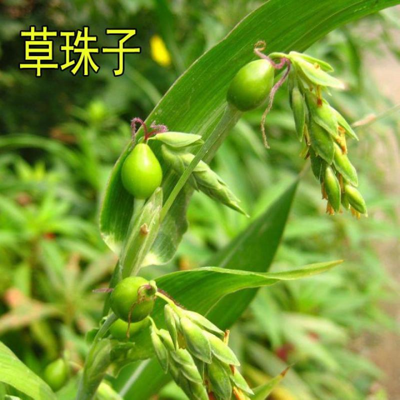 草珠子种子佛珠手串链草菩提籽散装穿门帘吊坠串门连大粒草珠