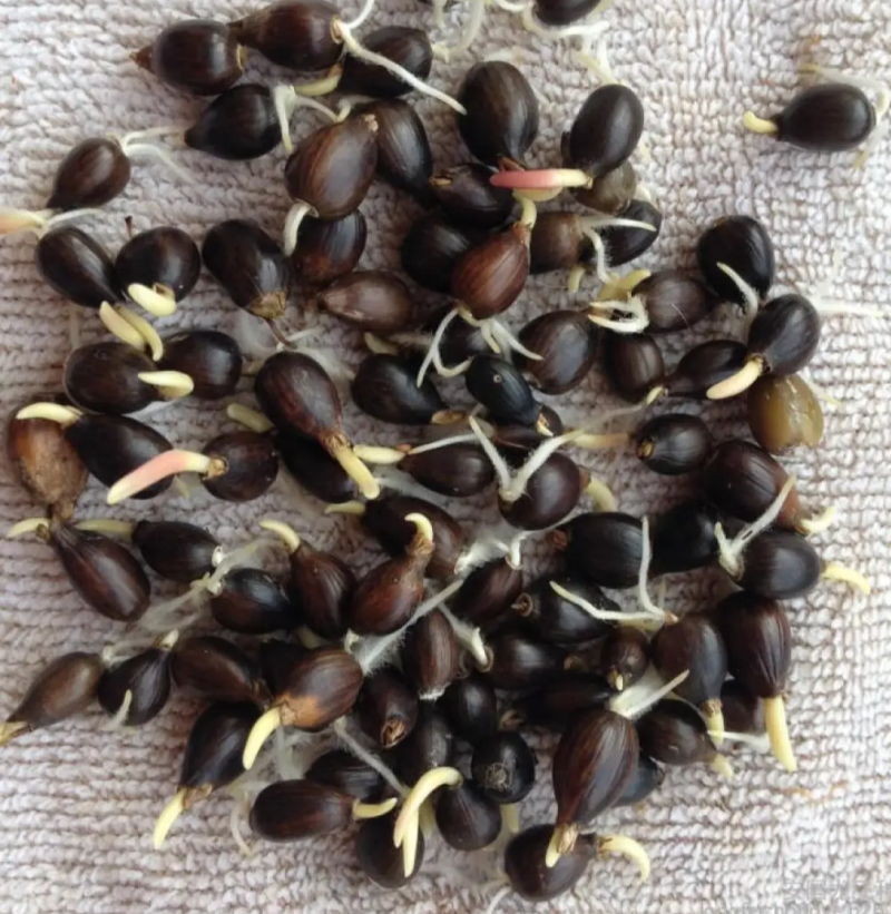 草珠子种子佛珠手串链草菩提籽散装穿门帘吊坠串门连大粒草珠