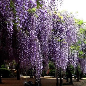 紫藤多花紫藤爬藤植物庭院围墙盆栽地栽藤蔓紫藤萝四季花
