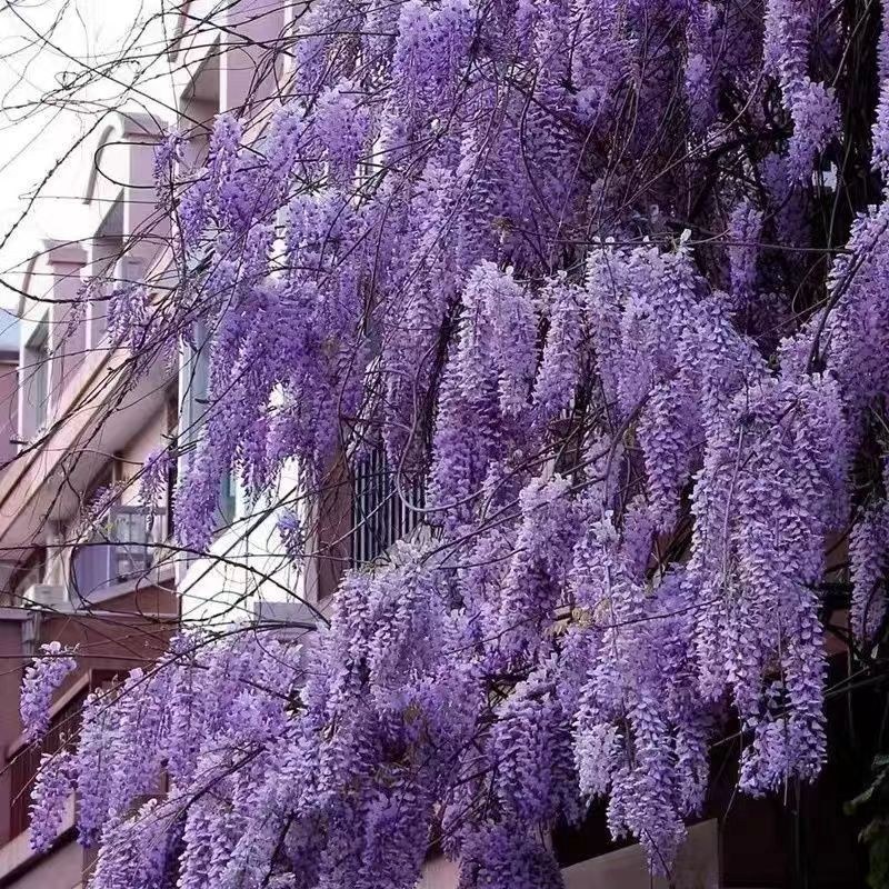紫藤多花紫藤爬藤植物庭院围墙盆栽地栽藤蔓紫藤萝四季花