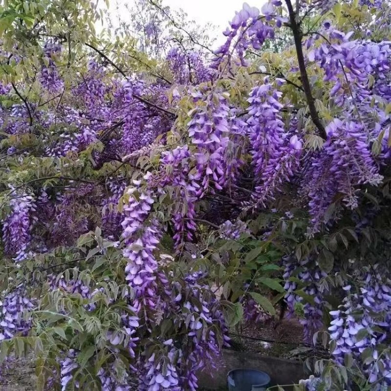 紫藤苗多花紫藤花苗，庭院围墙爬藤植物紫藤苗紫藤苗