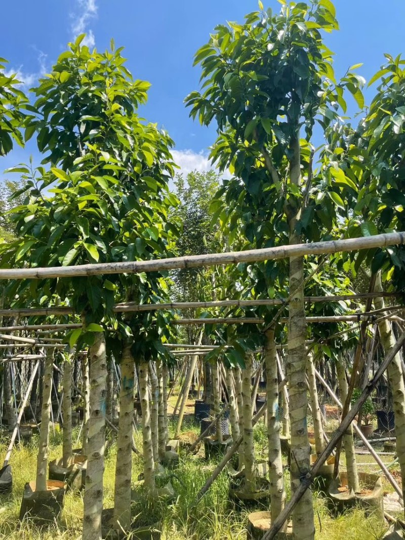 白玉兰5分至15分苗圃直供质量保证欢迎来电咨询