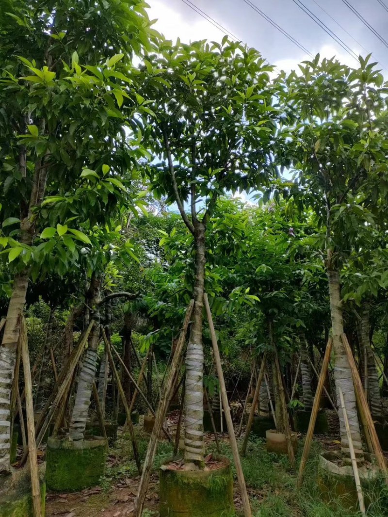 白玉兰5分至15分苗圃直供质量保证欢迎来电咨询