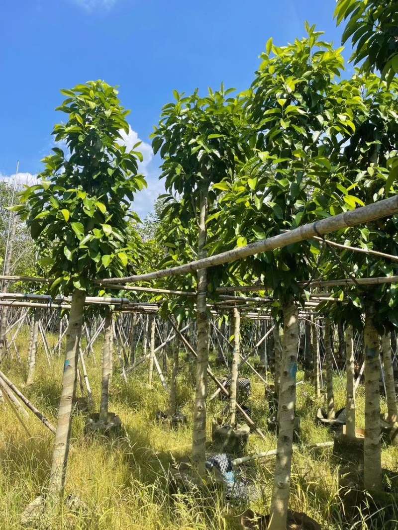 白玉兰5分至15分苗圃直供质量保证欢迎来电咨询