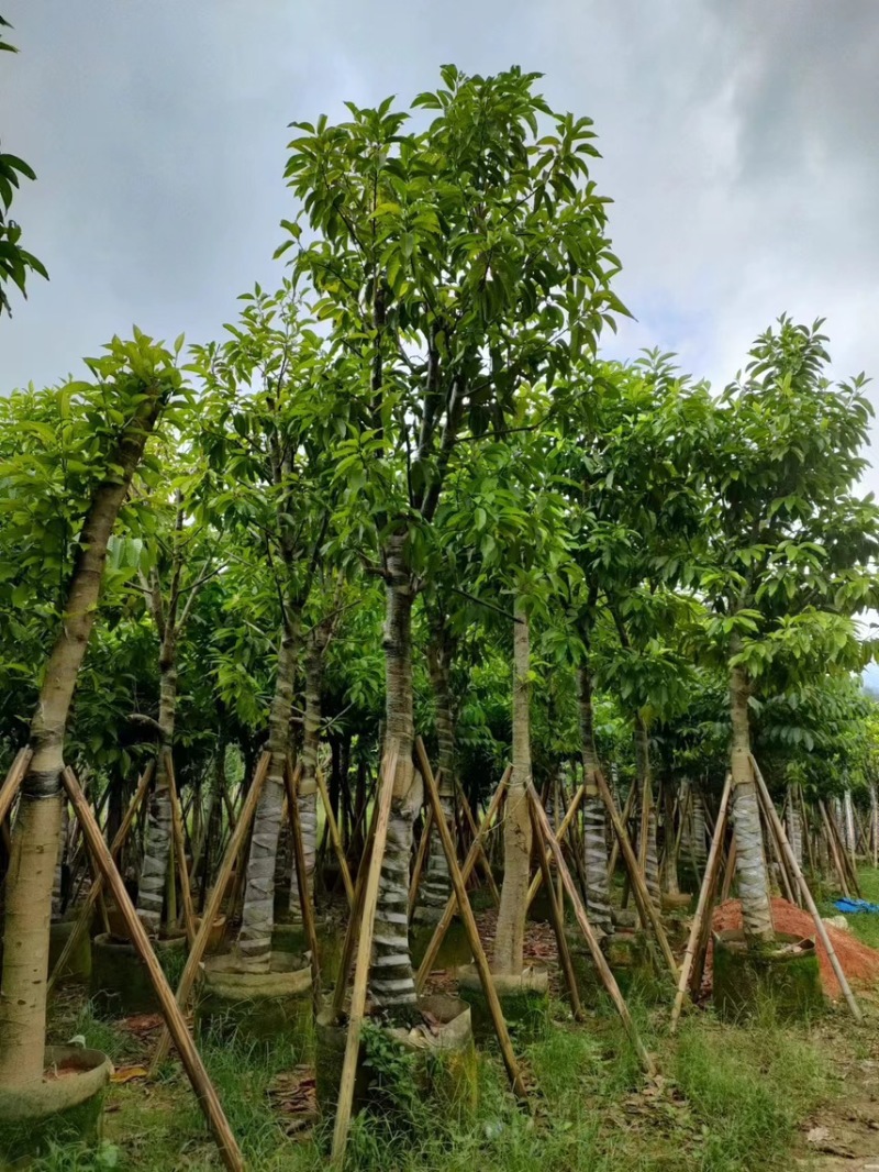 白玉兰5分至15分苗圃直供质量保证欢迎来电咨询