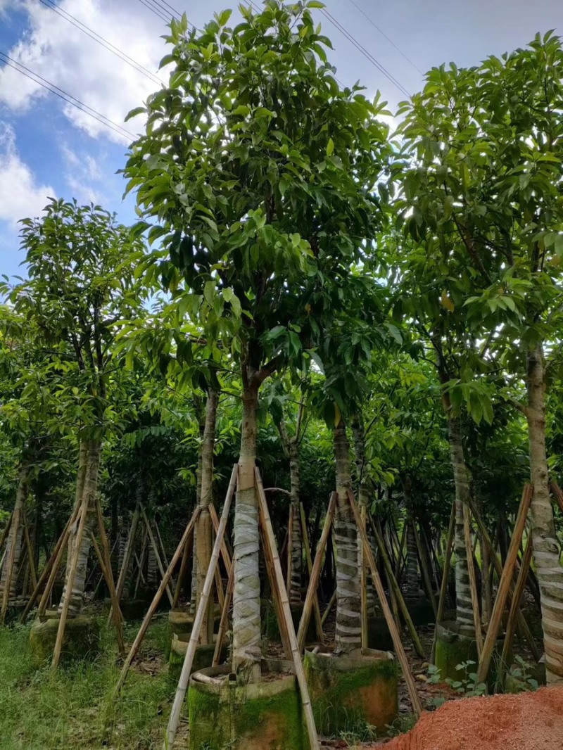 白玉兰5分至15分苗圃直供质量保证欢迎来电咨询