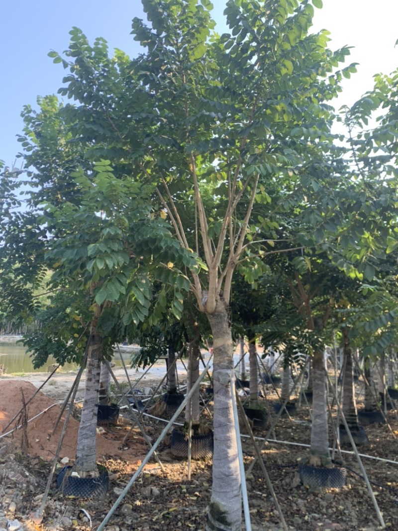火焰木15-18-20-22-25分大量岀售